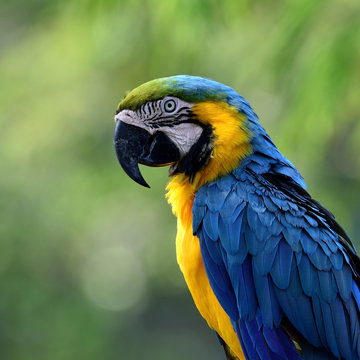 Fototapeta Face of Blue-and-yellow macaws (Ara ararauna) the beautiful blue