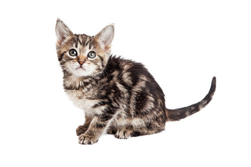 Tabby Kitten Sitting Side Looking Forward