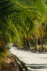 Asphalt road with palm trees in tropics