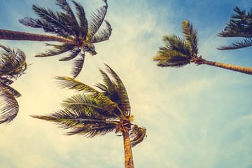 Fototapeta premium Coconut palm tree