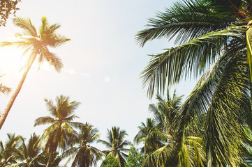Fototapeta na wymiar Palm trees and bright sun on blue sky background