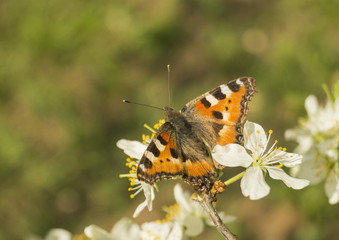 Butterfly on flower plum tree