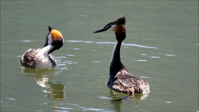 Great crested grebes during mating season marriage dance