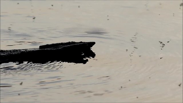 Mosquitos coming to life at dusk around driftwood in a bog
