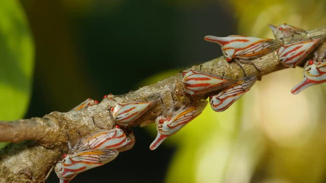 4K Oak Treehoppers (Platycotis vittata) 2