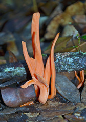 Orange coral fungi (Clavulinopsis sulcata) sprouting in leaf litter on the rainforest floor