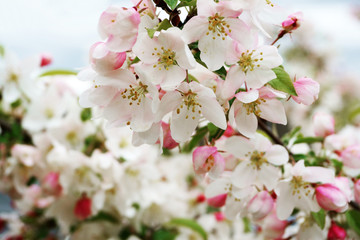 spring white cherry flower blossom on the tree