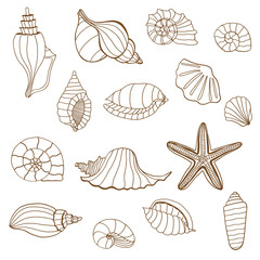 Sea shells. Brown and white