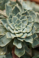 Флора в ботаническом саду в Москве