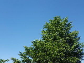 Fototapeta premium 五月晴れ