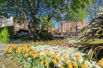 Obraz premium Piękny ogród tulipanów