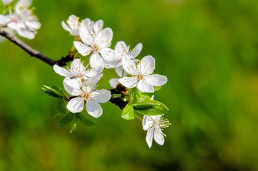 white cherry flowers on a background of green grass