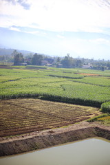Fields in Nan at thailand