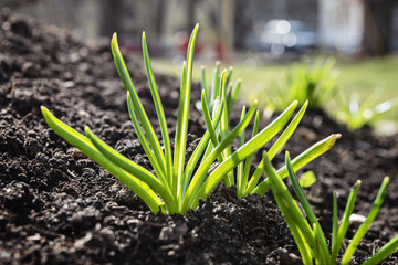 Obraz premium Natural background with sprouting plants