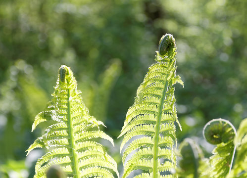Ostrich fern in the forest