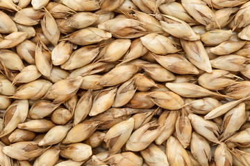 Macro closeup background texture of Organic Desi or Calcutta bamboo (Dendrocalamus strictus) seeds.
