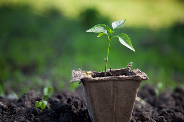 sprout in peat pot
