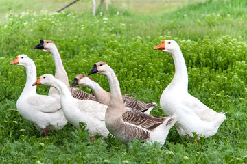flock of geese grazing on green grass in the village