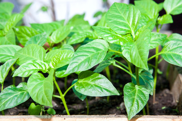 Young shoots of seedlings the bell peppers