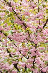 Fototapeta premium spring park