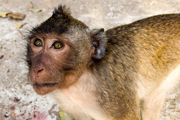Obraz premium Cambodian monkey called a Rhesus macaques staring.