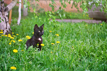 Little kitten sitting in the grass