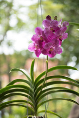 Obraz premium purple orchid with wire hanging