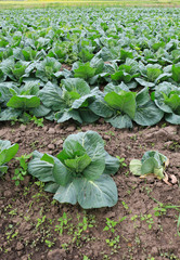 cabbage field