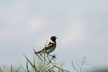 Stonechat, who holds an insect in its beak