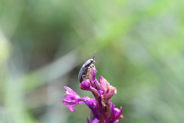 Beetle on a pink inflorescence