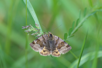 Brown butterfly on green grass