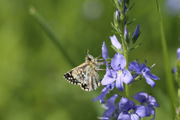 The moth, which is placed on flower veronica 