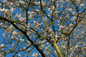 Magnolien Baum
