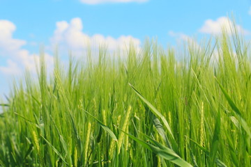 Green wheat in the field