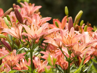 Pink lilies on flowerbed