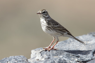 Fototapeta premium Berthelot's Pipit (Anthus berthelotii berthelotii), Fuertaventura, Canary Islands, Spain