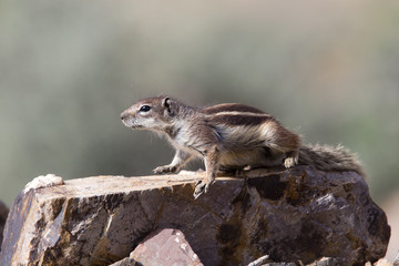 Barbary Ground Squirrel (Atlantoxerus getulus), Fuertaventura, Canary Islands, Spain.