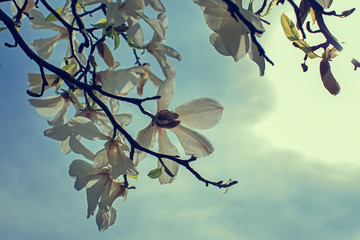 Blossoming of magnolia flowers in spring time