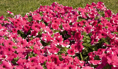 Pink petunia