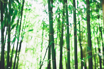 Obraz na płótnie Canvas Bamboo grove, bamboo forest natural green background