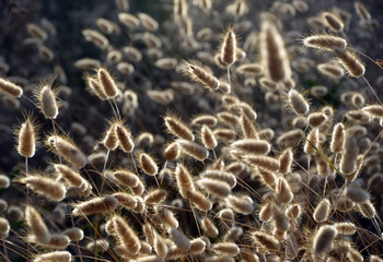 Backlit fountain grass heads in a meadow in sunlight