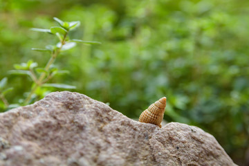 snail closeup on a rock in a garden. 