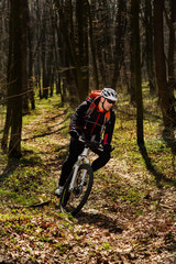 Cyclist Riding the Bike on a Trail in Summer Forest