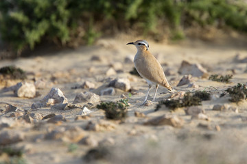 Cream-coloured Courser, (Cursorius cursor), adult, Fuertaventura, Canary Islands, Spain.