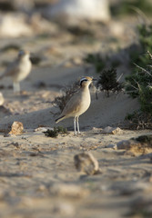 Cream-coloured Courser, (Cursorius cursor), adult, Fuertaventura, Canary Islands, Spain.