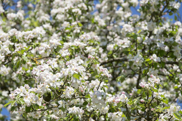 apple blossoms