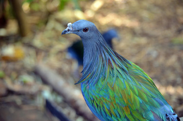 Blue and green iridescent plumage of a Nicobar Pigeon