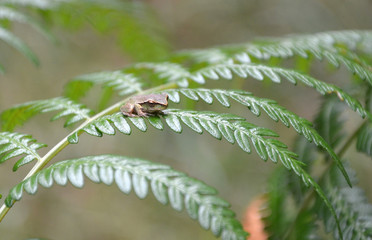 Cute small frog sitting on a fern frond in the rain