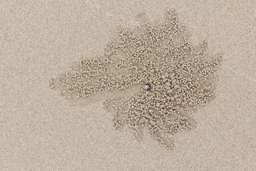 Hole of small crab and sand beach