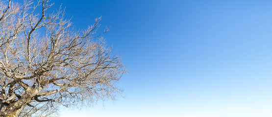 Tree branches without leaves against the blue sky